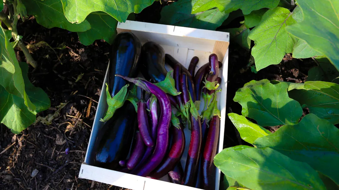 Aubergine / Eggplant / Brinjal Growing Guide - Image 4