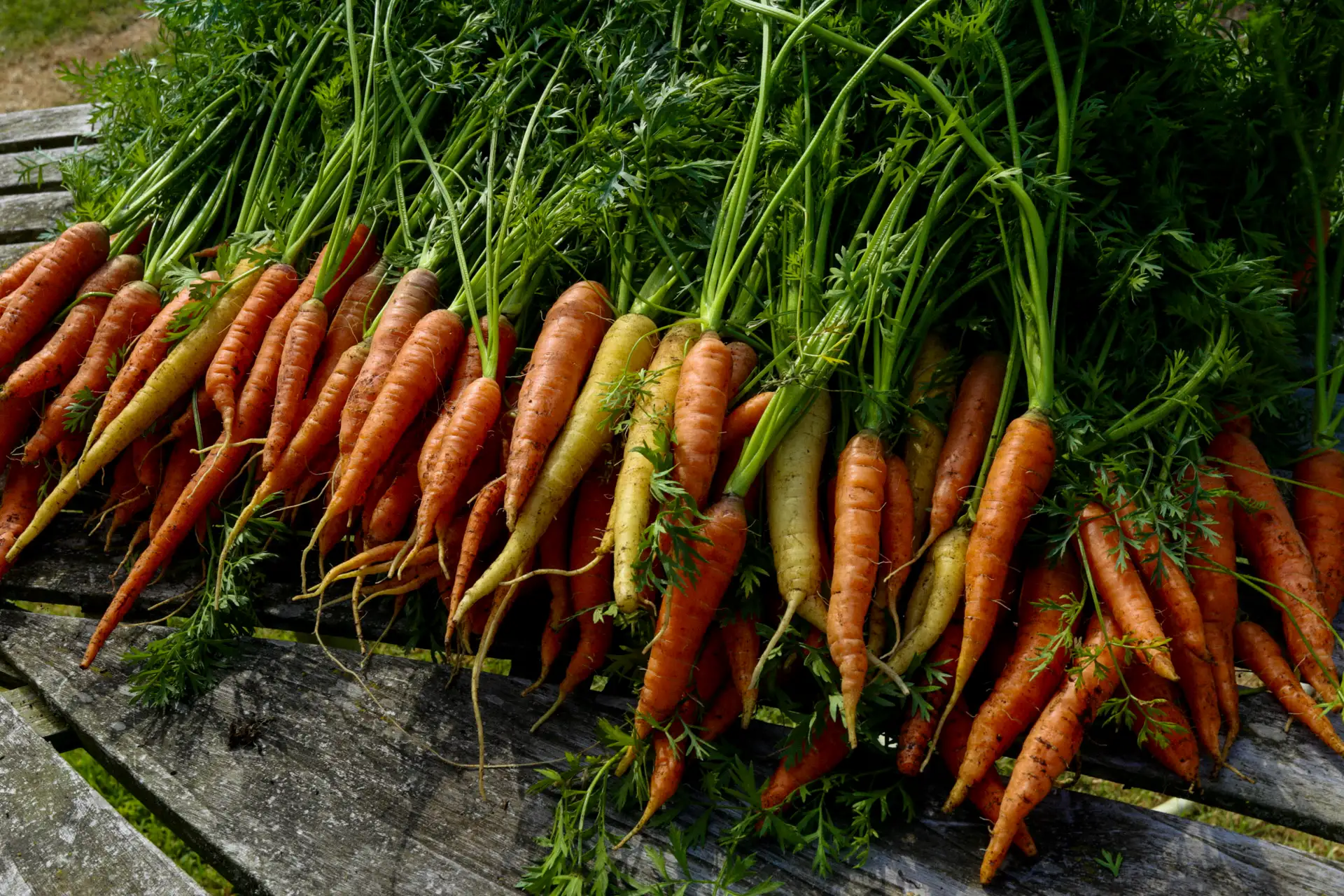 Carrot Growing Guide