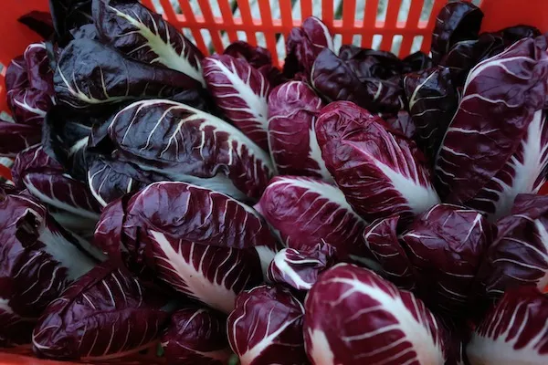 Chicory/Radicchio Growing Guide
