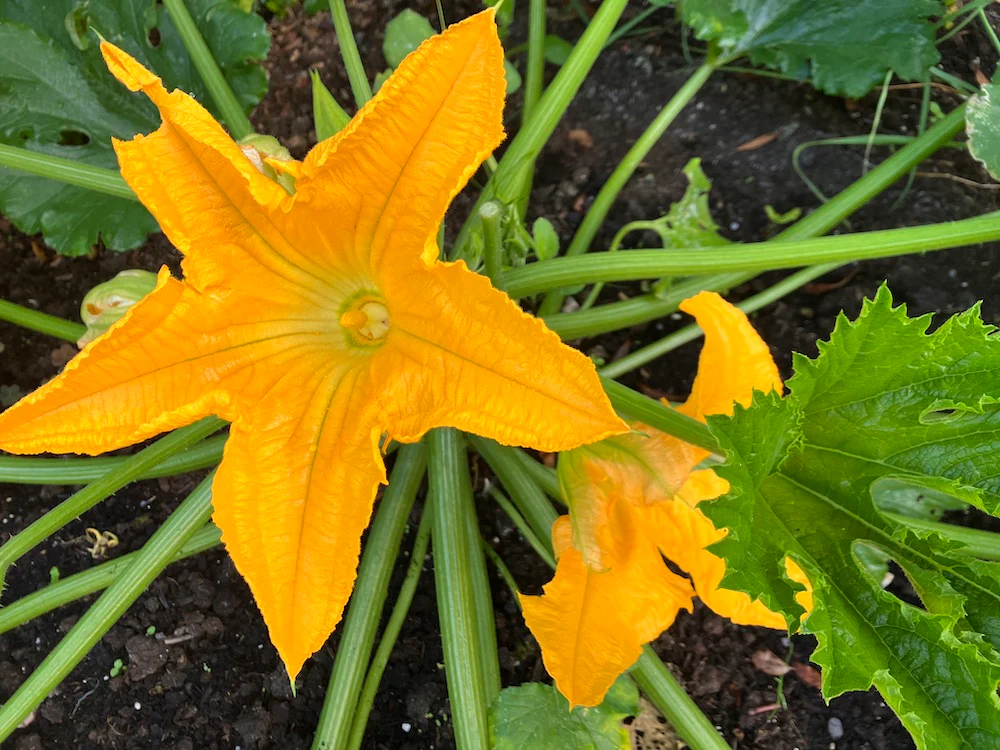 Courgette / Zucchini, including Summer Squash Growing Guide