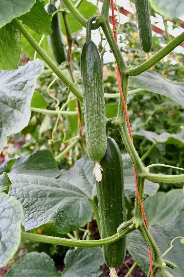 Cucumber – Cordon & Ridge Growing Guide