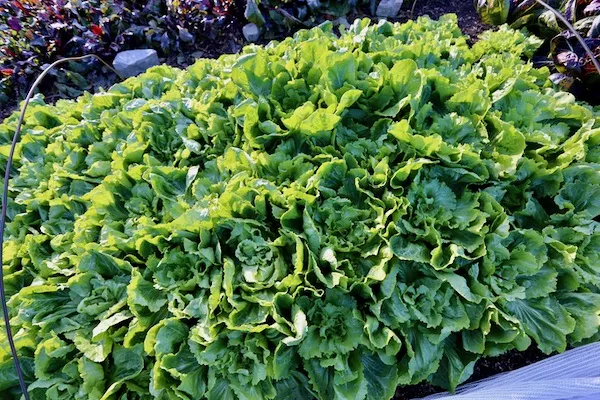 Endive Growing Guide