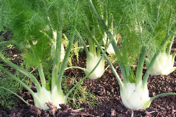 Florence Fennel Growing Guide