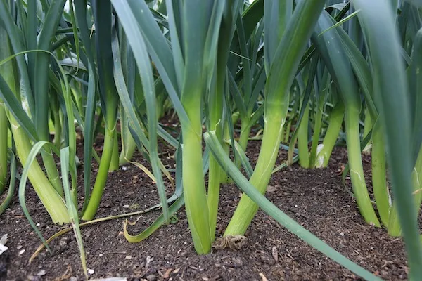 Leeks Growing Guide