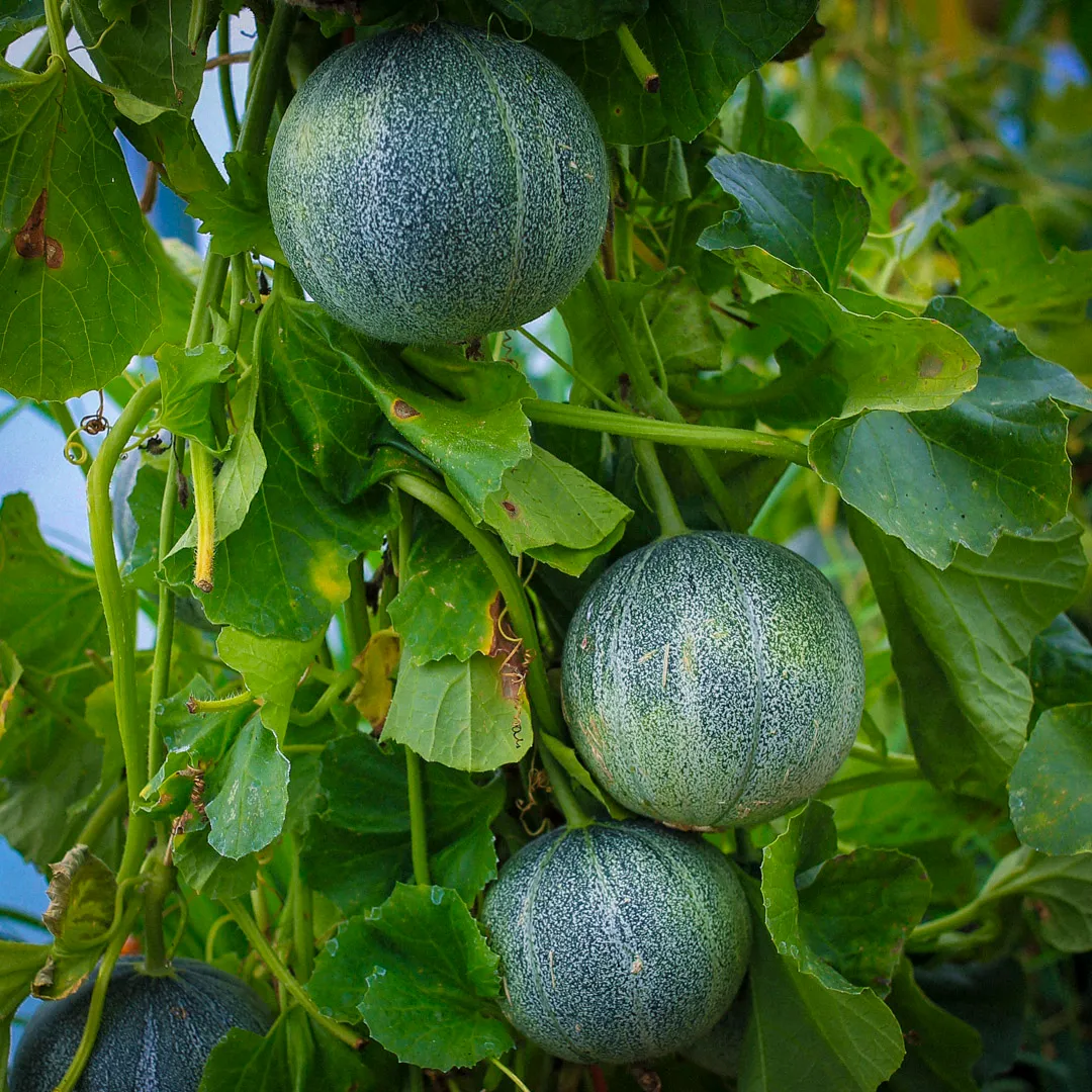 Melon Growing Guide