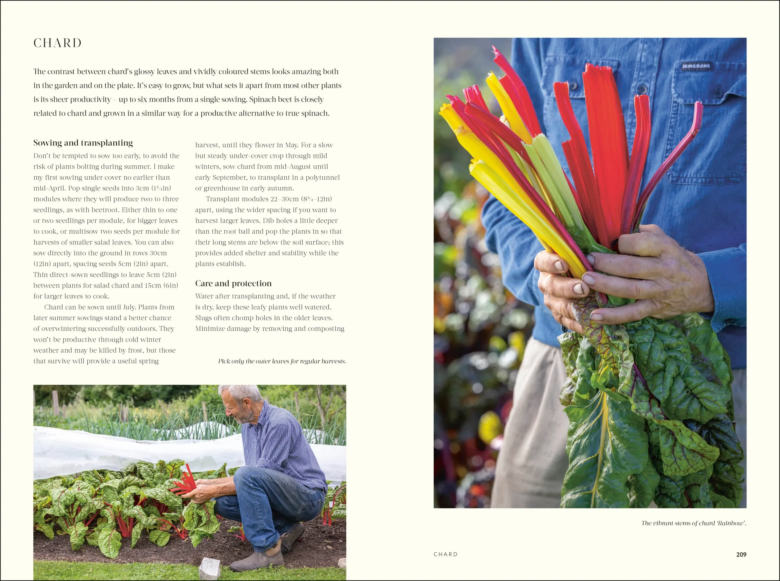 No Dig: Nurture Your Soil to Grow Better Veg with Less Effort - Image 4