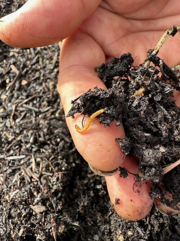 Pests and Diseases – Online Course - Image 13