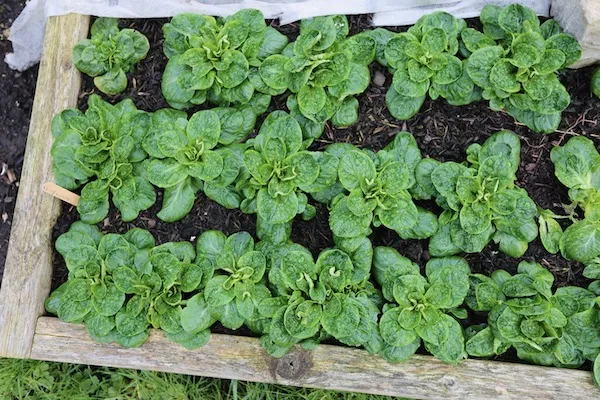 Salads for Winter Growing Guide