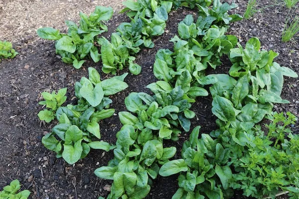Spinach Growing Guide