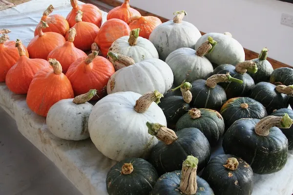 Squash for Winter Growing Guide