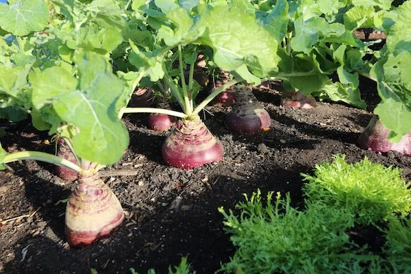 Swede/Rutabaga & Turnip, & Radish Growing Guides